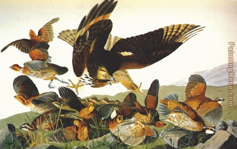 Bobwhite, Virginia Partridge painting - John James Audubon Bobwhite, Virginia Partridge art painting